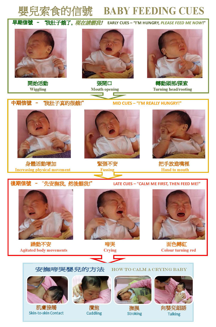 Baby Feeding Cues Poster